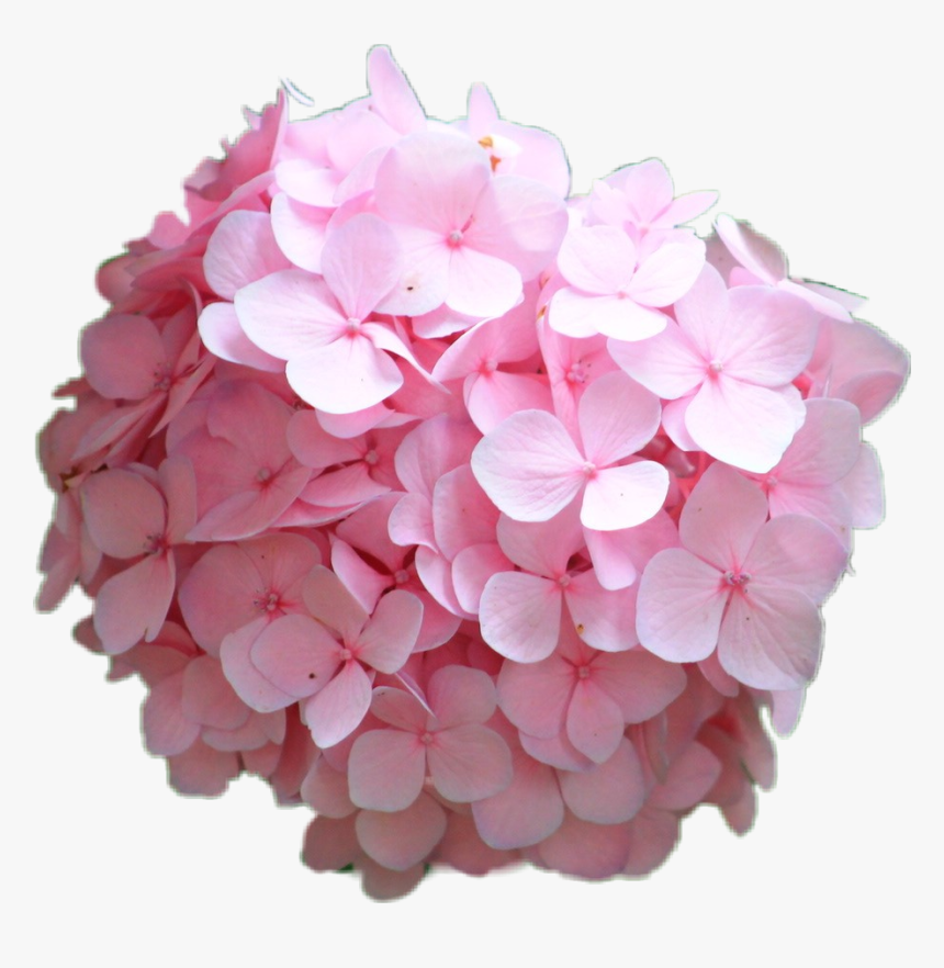 #hortensia #hydrangea #rosa #pink #flower - Hydrangea Serrata, HD Png Download, Free Download