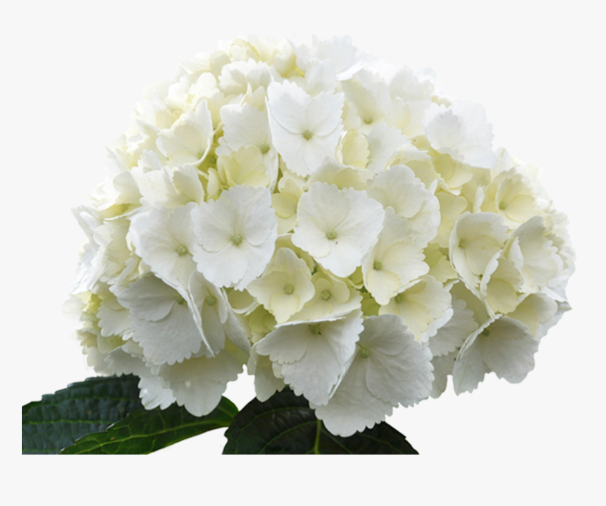 White Hydrangeas Png, Transparent Png, Free Download