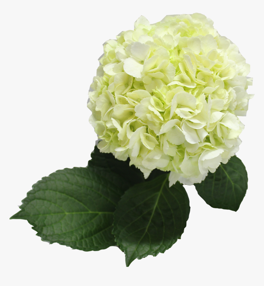 Single Color Box For Natural Hydrangeas Full - Hydrangea, HD Png Download, Free Download