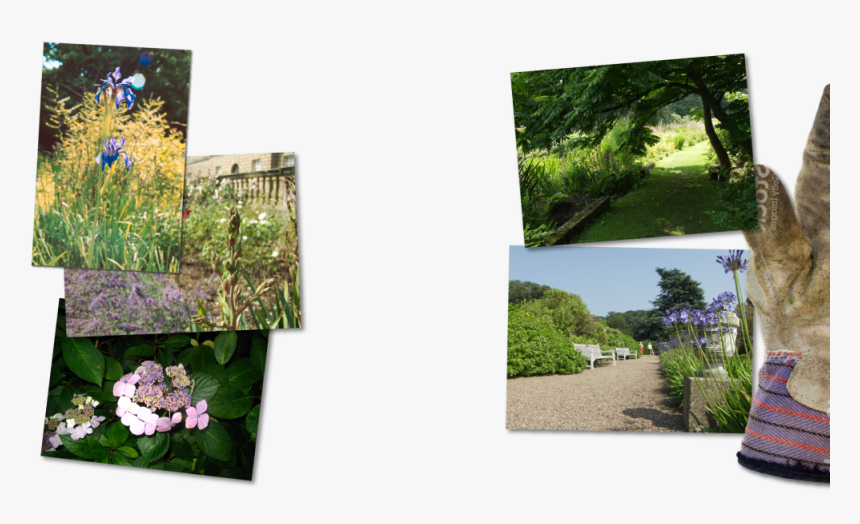 The Head Gardeners Note Book - Hydrangea Serrata, HD Png Download, Free Download