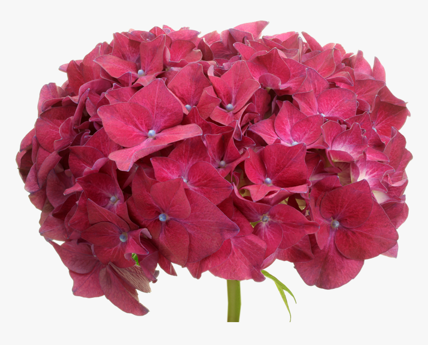 Hydrangea Serrata, HD Png Download, Free Download