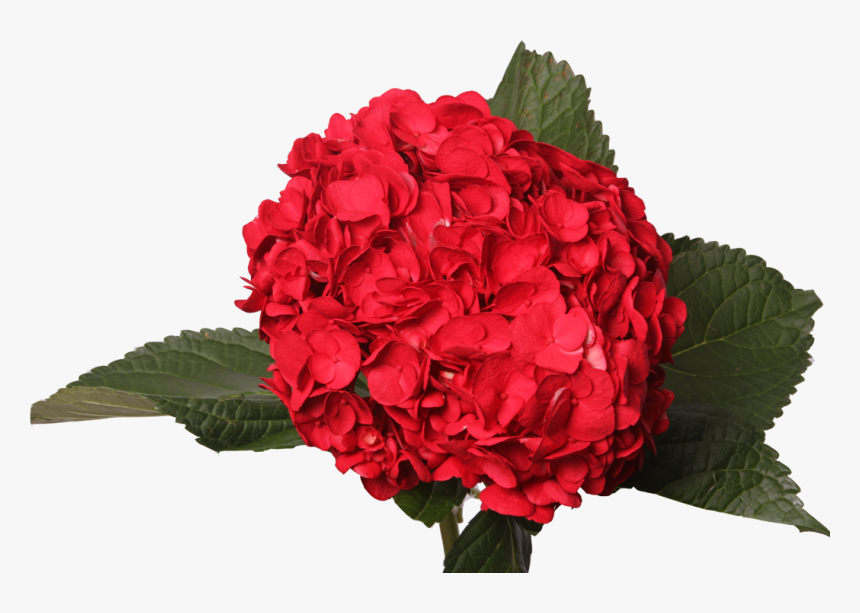 Tinted Dark Red - Artificial Flower, HD Png Download, Free Download