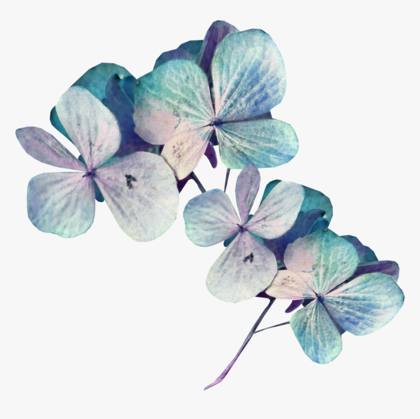 Sekadadesigns Goodnight Element ❤ Liked On Polyvore - Hydrangea, HD Png Download, Free Download