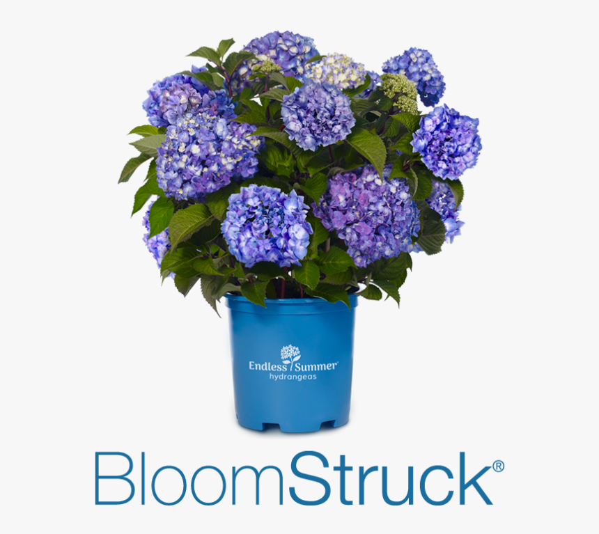 Bloomstruck - Summer Crush Hydrangea, HD Png Download, Free Download