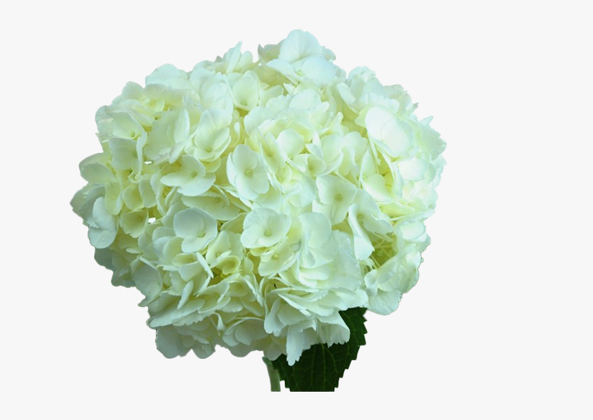 Hydrangea Png Photos - Hydrangea, Transparent Png, Free Download