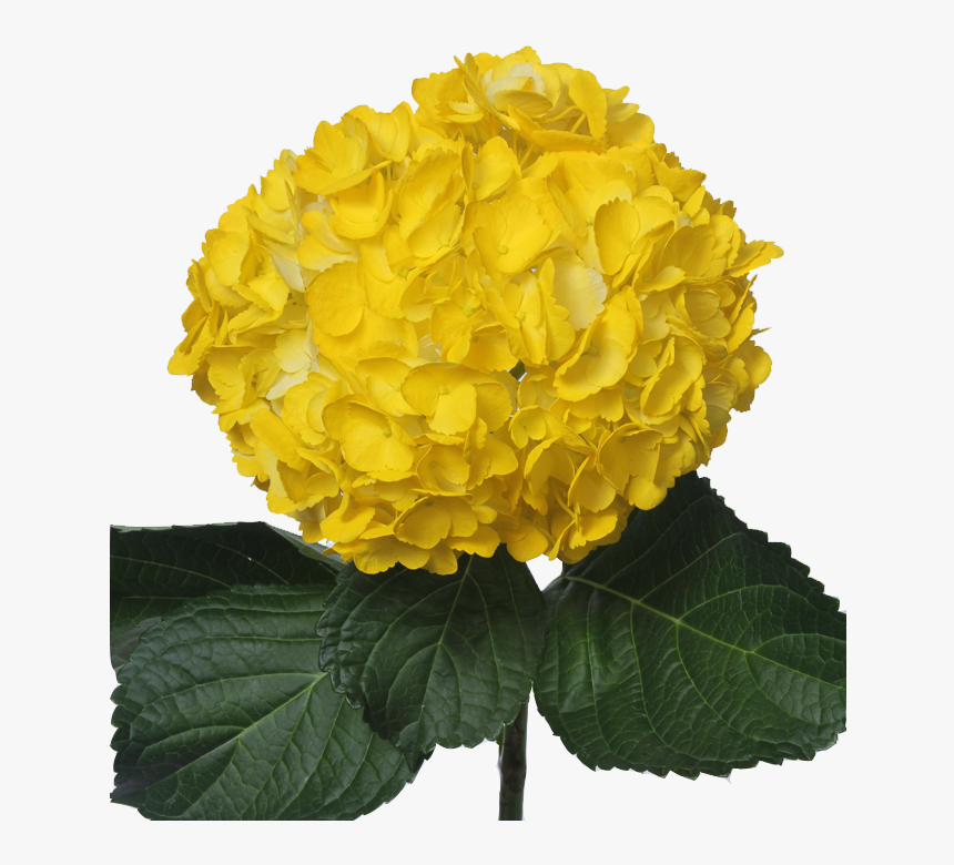 Tinted Dark Yellow - Hydrangea, HD Png Download, Free Download