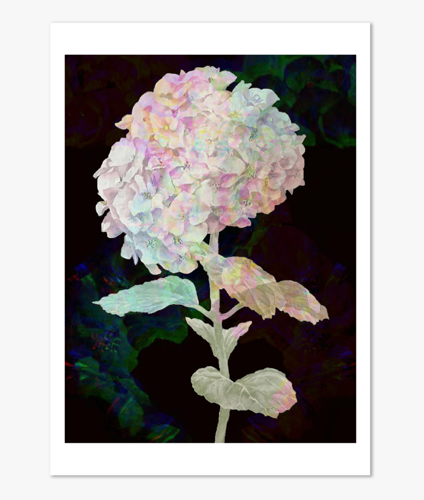Hydrangeas, HD Png Download, Free Download