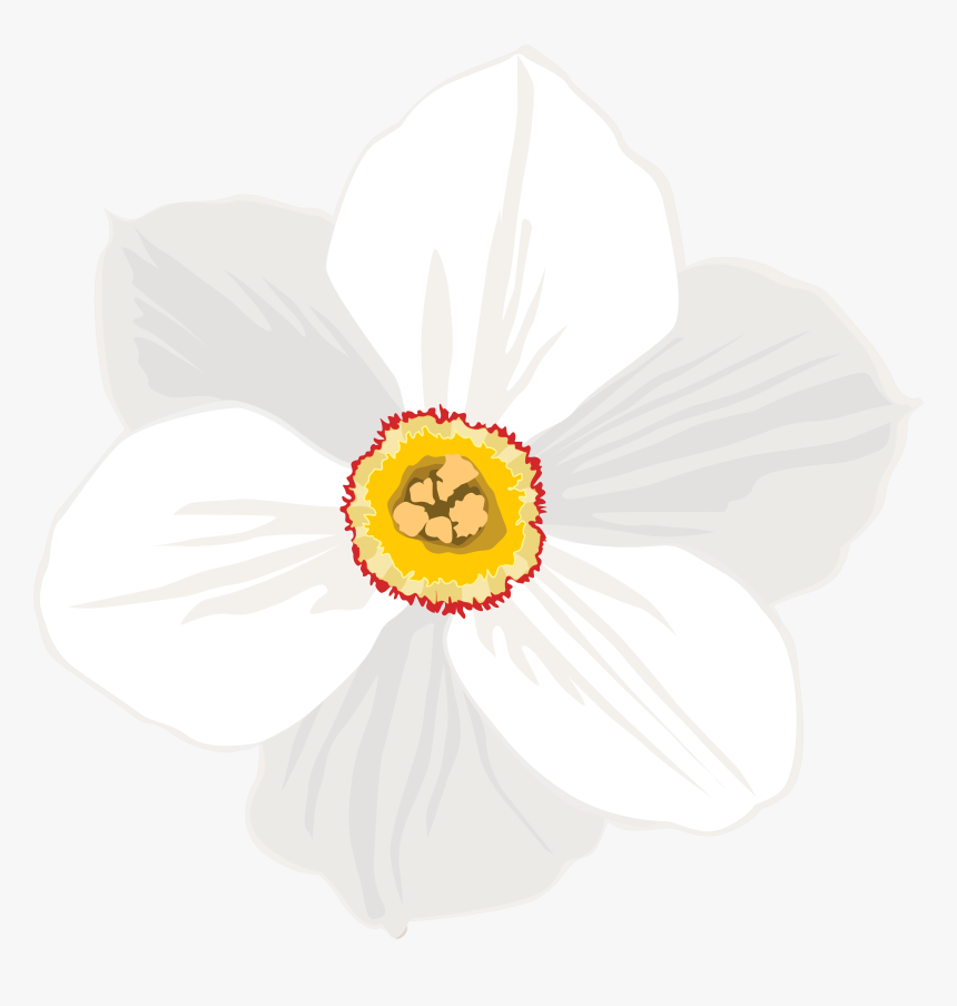 Daffodil Clipart Transparent Background , Png Download, Png Download, Free Download