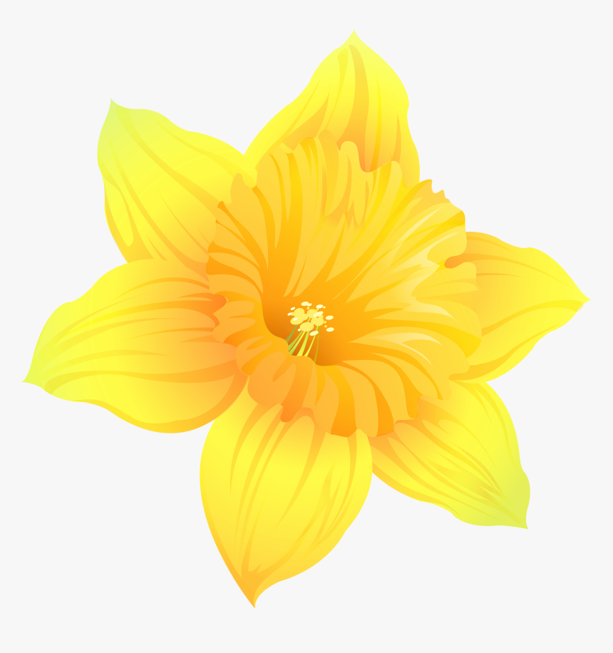 Daffodil Png , Png Download, Transparent Png, Free Download