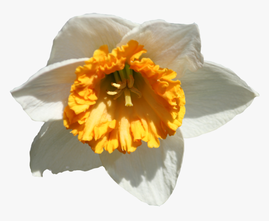 Daffodil Png Image - Portable Network Graphics, Transparent Png, Free Download