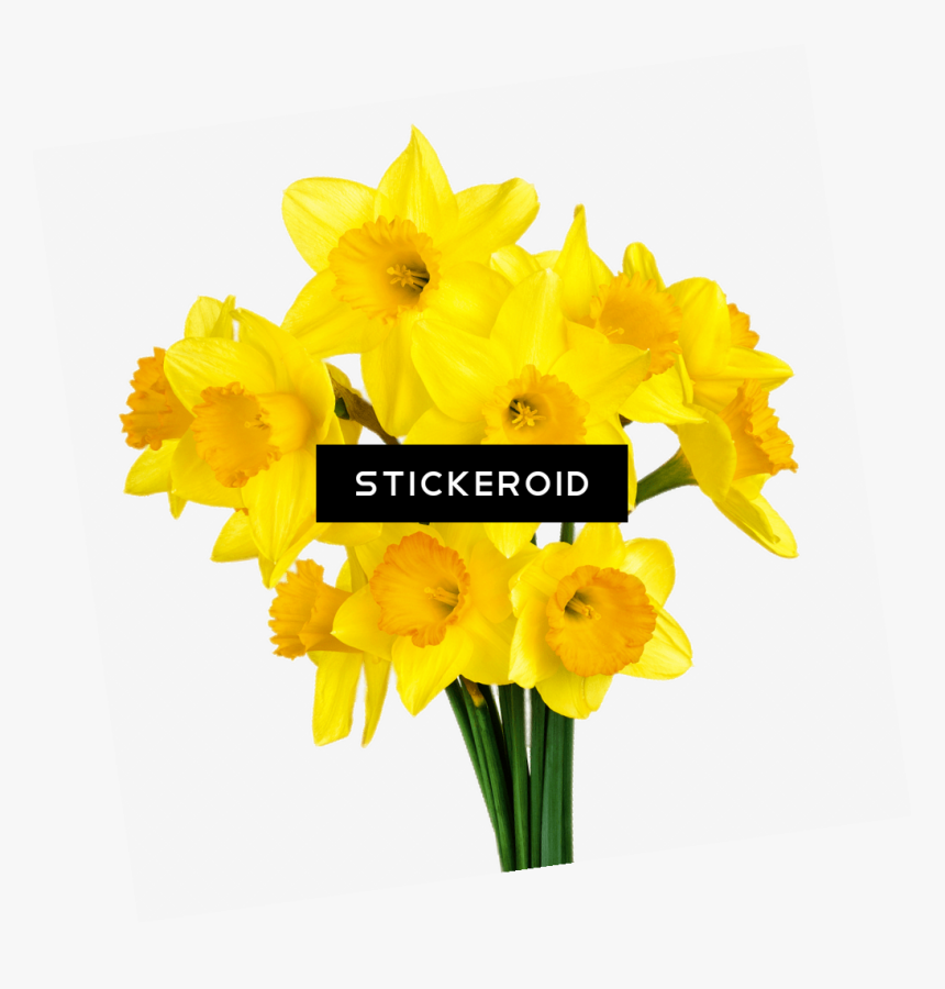 Bunch Of Daffodils , Png Download - Transparent Background Daffodil Png, Png Download, Free Download