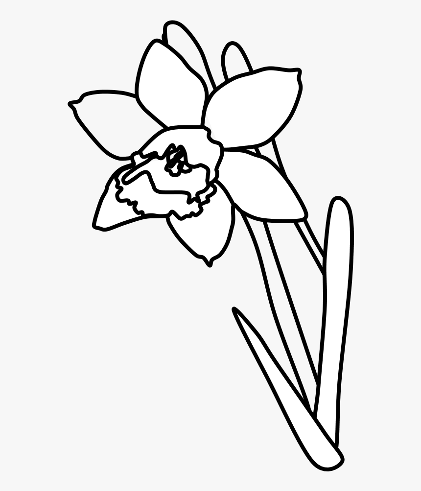 Daffodil, Black And White - Daffodil Cartoon, HD Png Download, Free Download