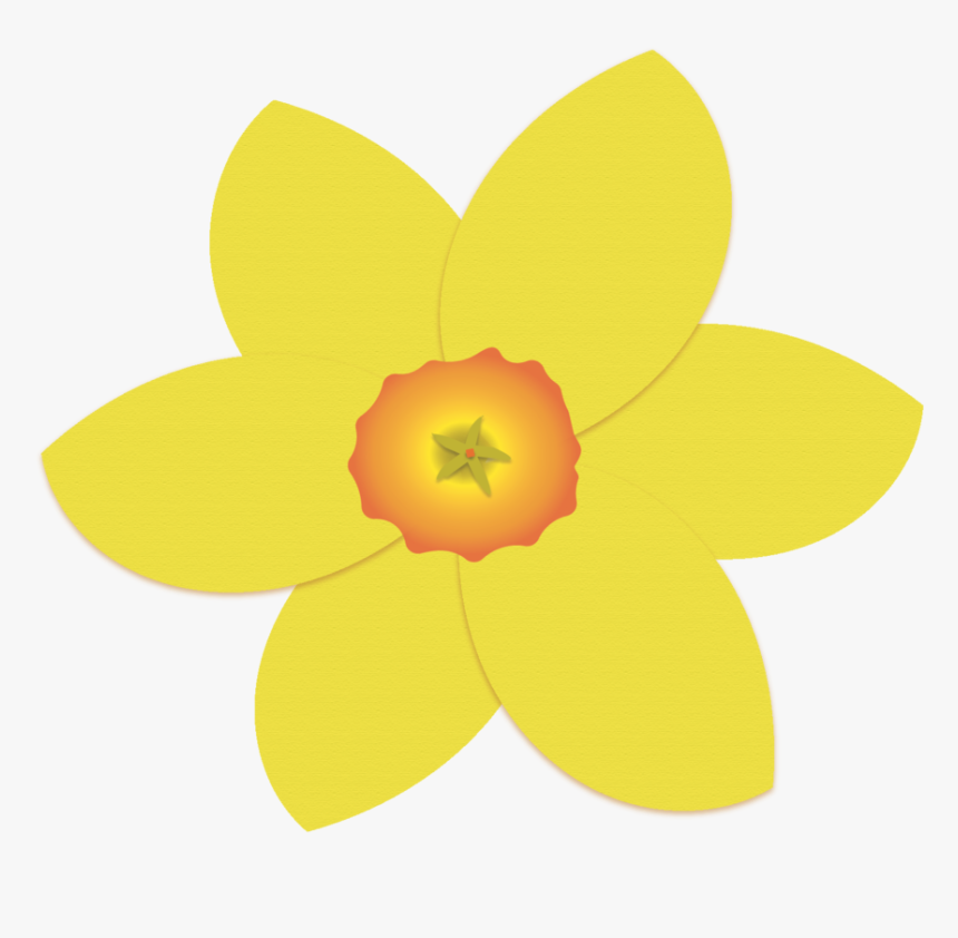 Single Daffodil - Dicotyledon, HD Png Download, Free Download