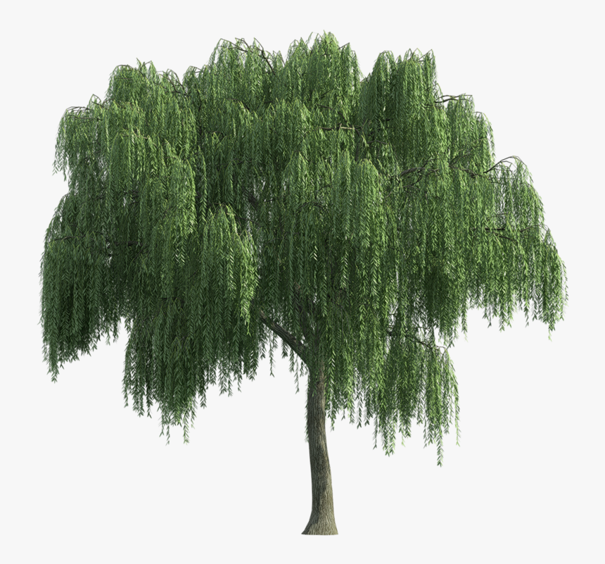 Thumb Image - Weeping Willow Tree Png, Transparent Png, Free Download