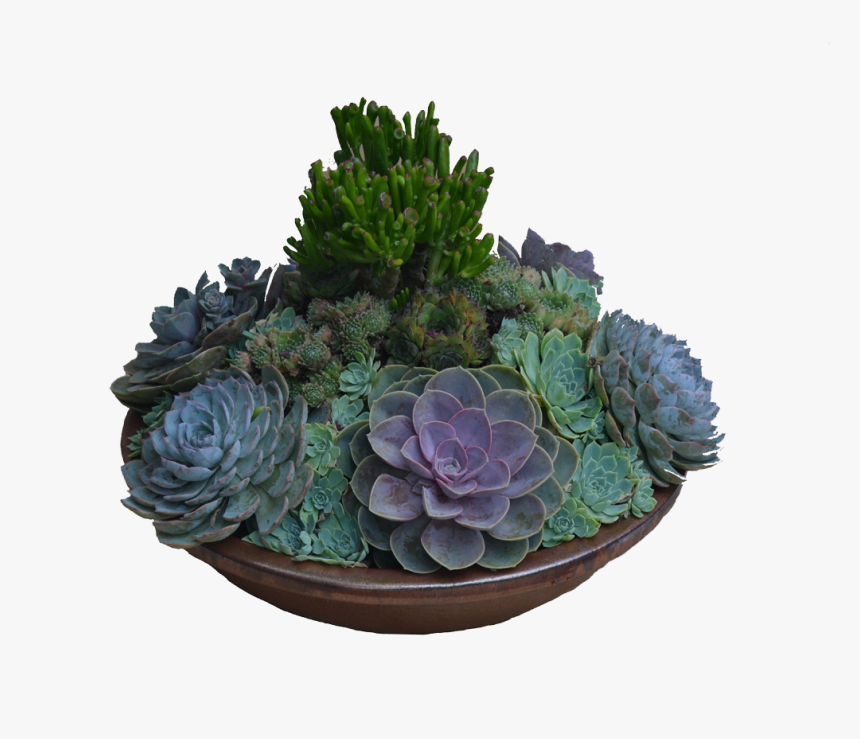 Succulent Bowl Png - Succulent Arrangements Png, Transparent Png, Free Download