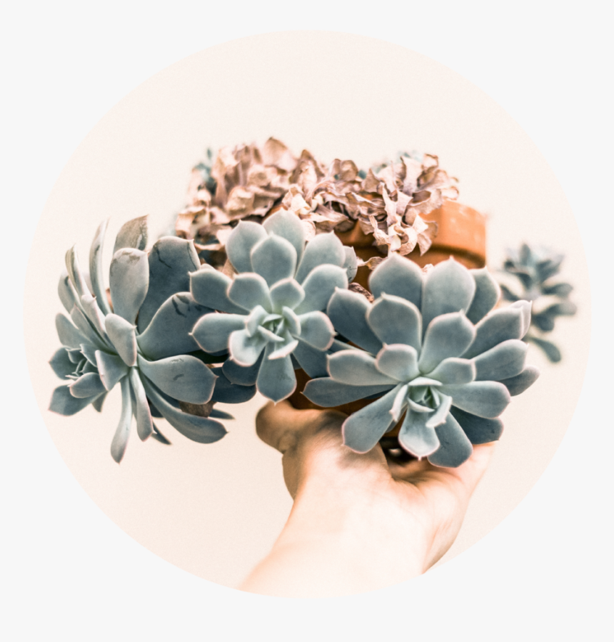 Succulent Plant , Png Download - Sukulent Poster, Transparent Png, Free Download