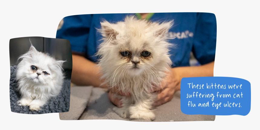 These Kittens Were Suffering From Cat Flu And Eye Ulcers - Persian, HD Png Download, Free Download