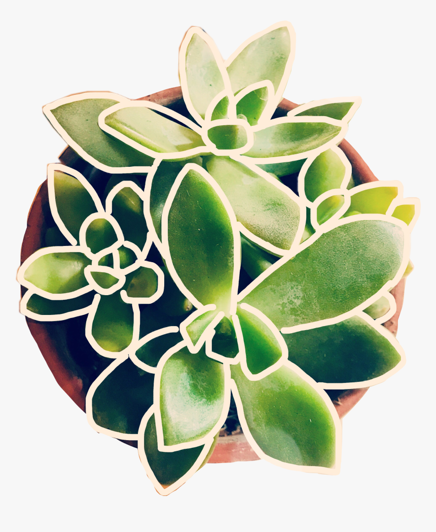 #plant #succulent #succulents #plants #plantsarefriends, HD Png Download, Free Download