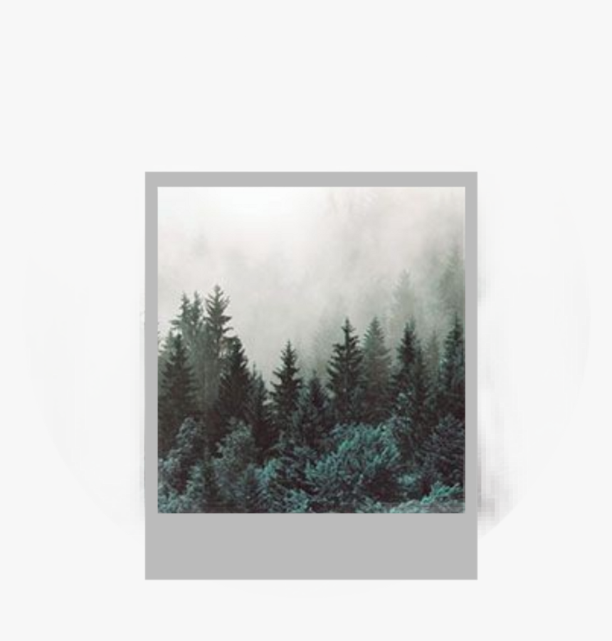 Edited Editit Photo Wood Forest Trees, Png Download - Forest Wallpaper Bedroom, Transparent Png, Free Download