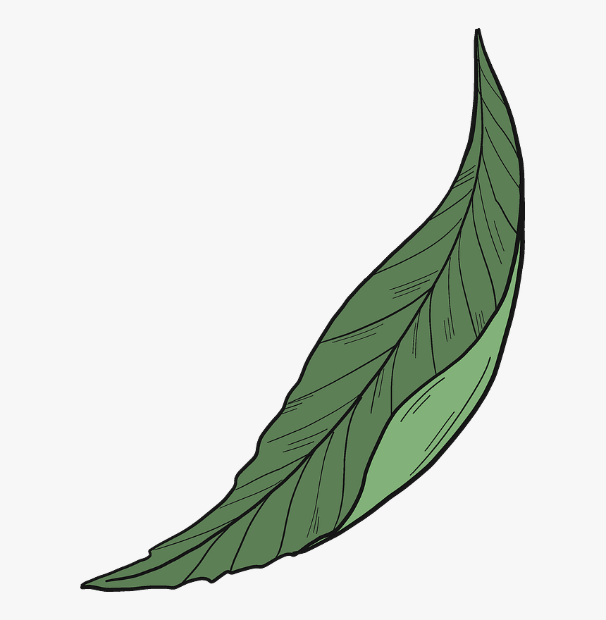 Peach Leaf Clipart, HD Png Download, Free Download