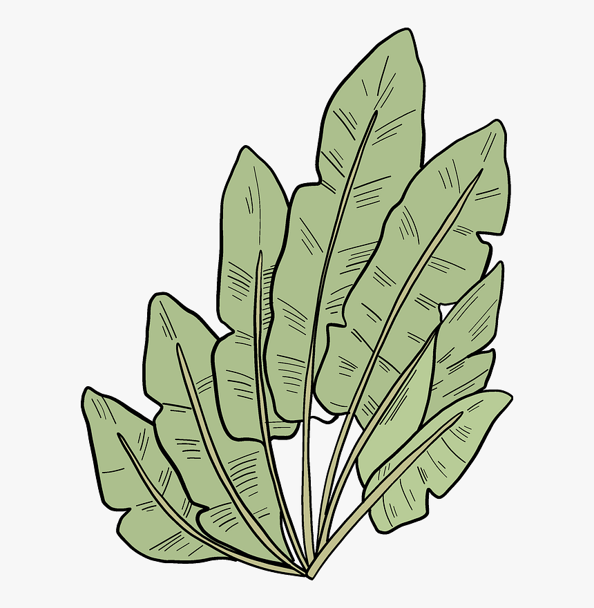 Palm Leaves Clipart - Sorrel, HD Png Download, Free Download