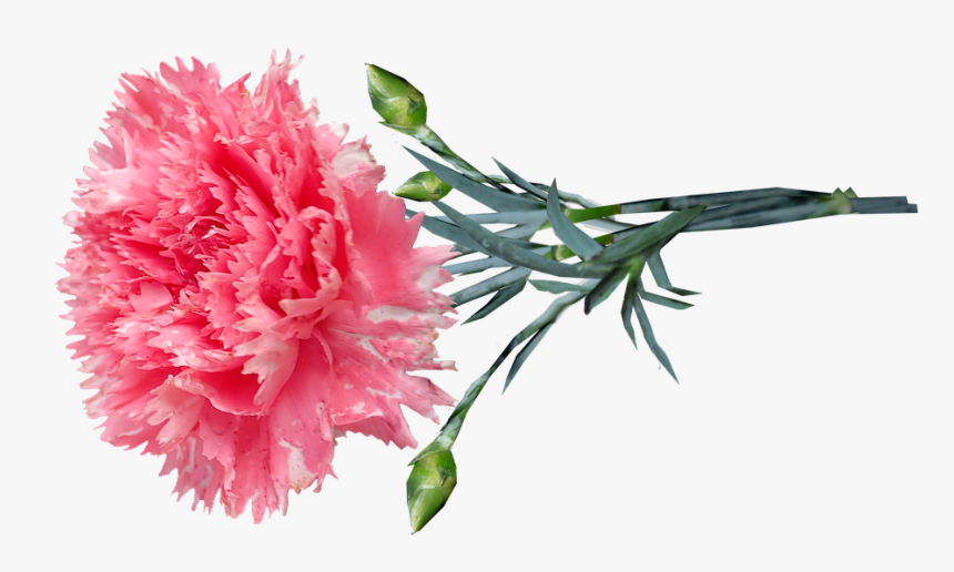 Pink Carnations Png, Transparent Png, Free Download