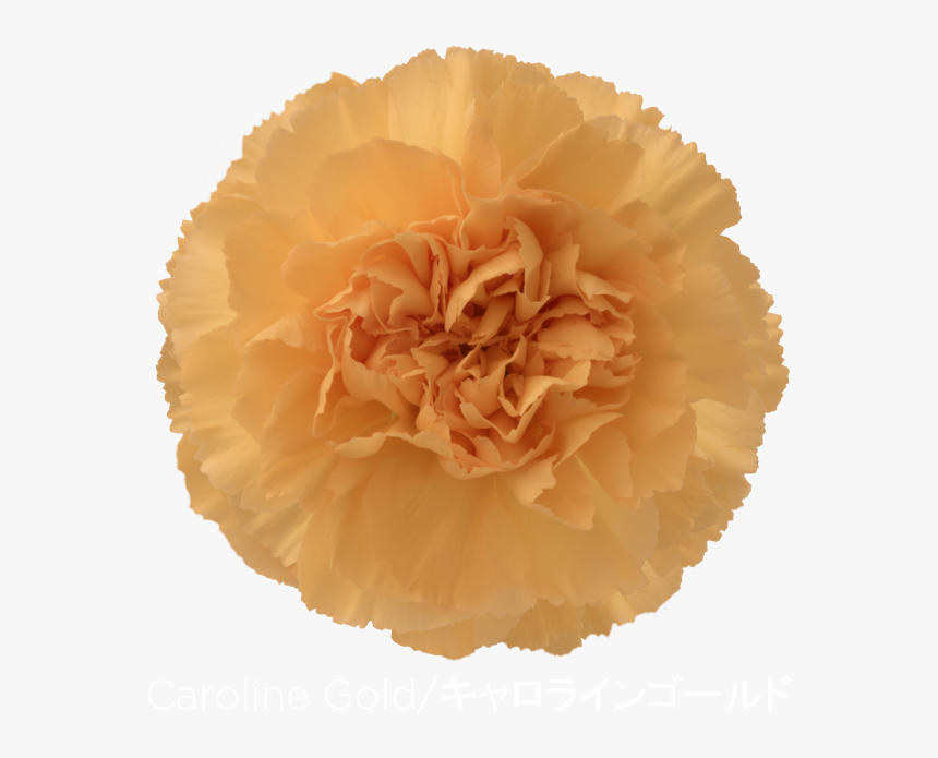 Colibri Flowers Carnation Caroline Gold, Grower Of - Carnation, HD Png Download, Free Download