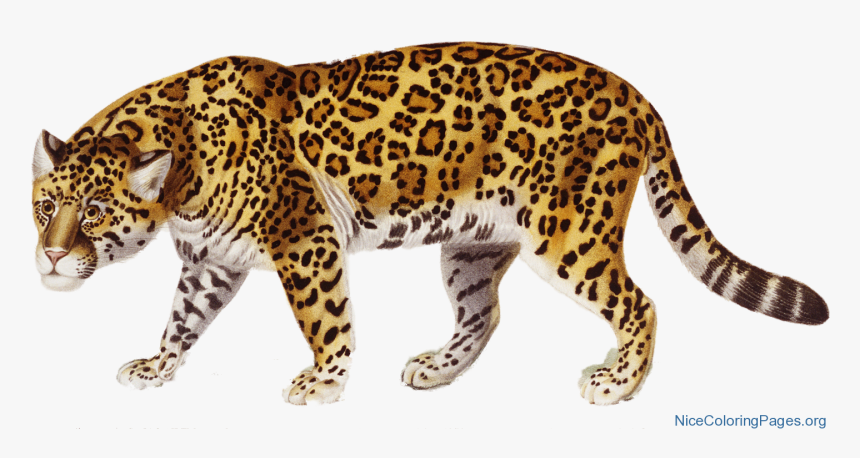 Jaguar Png , Png Download - Jaguar Clipart, Transparent Png, Free Download