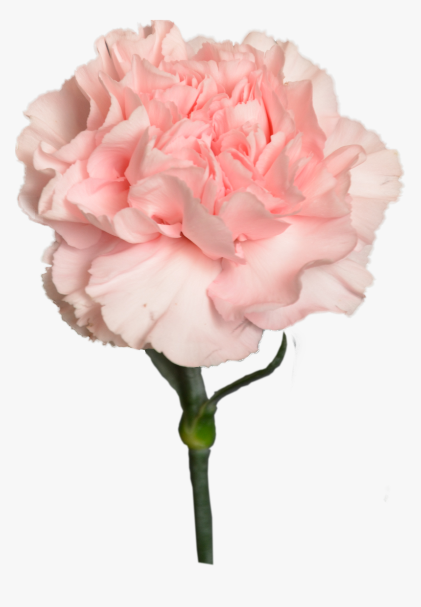 Carnation Peach Light Flower Shop Studio Flores - Flower, HD Png Download, Free Download