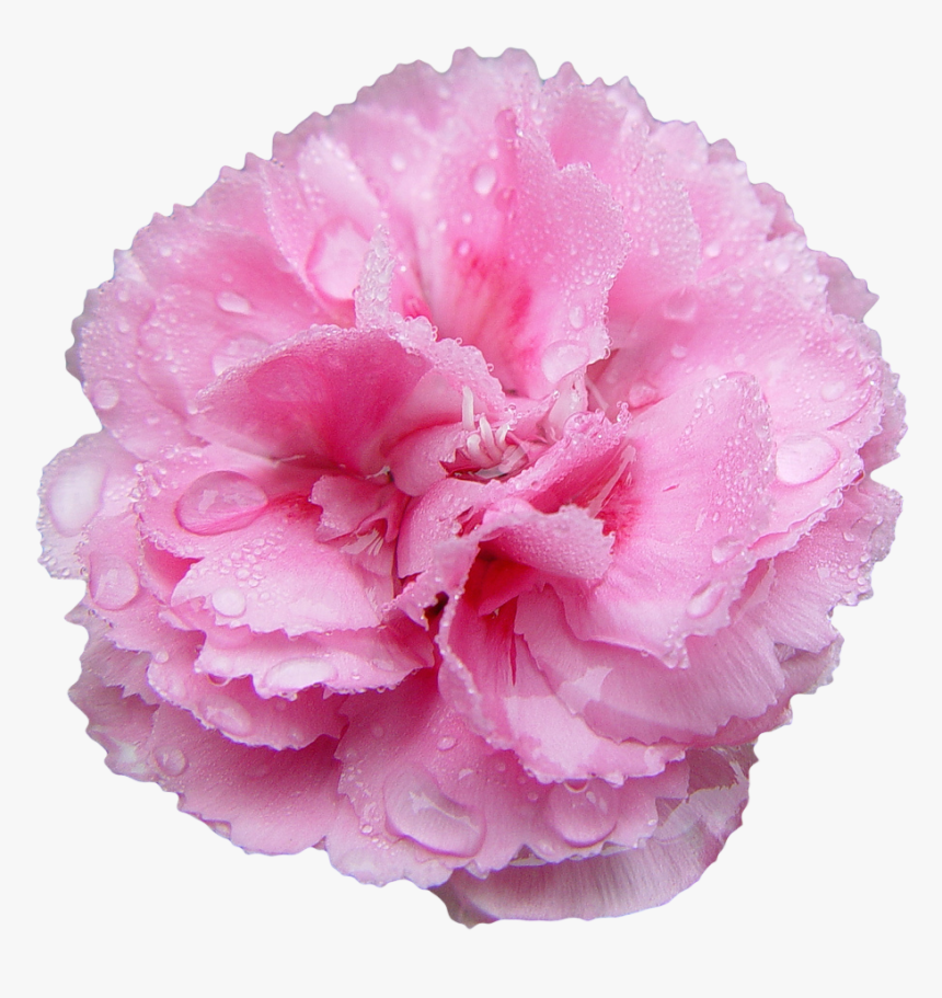 Pink Carnation Transparent Background, HD Png Download, Free Download