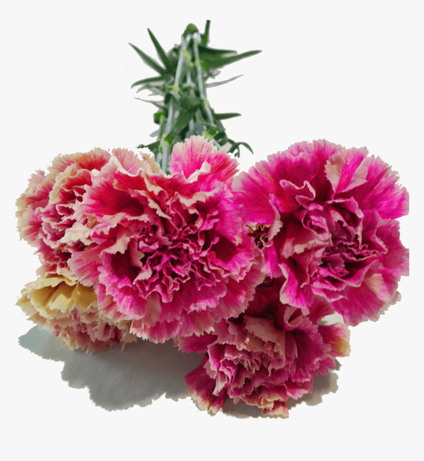 Carnation, HD Png Download, Free Download