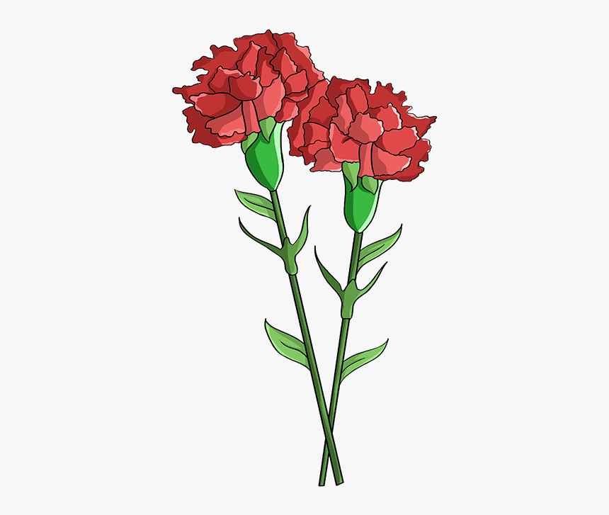 How To Draw Carnation - Draw A Carnation Step By Step, HD Png Download, Free Download