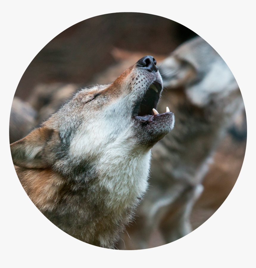 Wolf Howling Png Page - Howlibg, Transparent Png, Free Download
