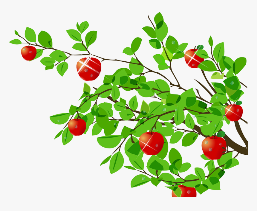 Tree Apple Cartoon - Apples On A Branch Clipart, HD Png Download, Free Download