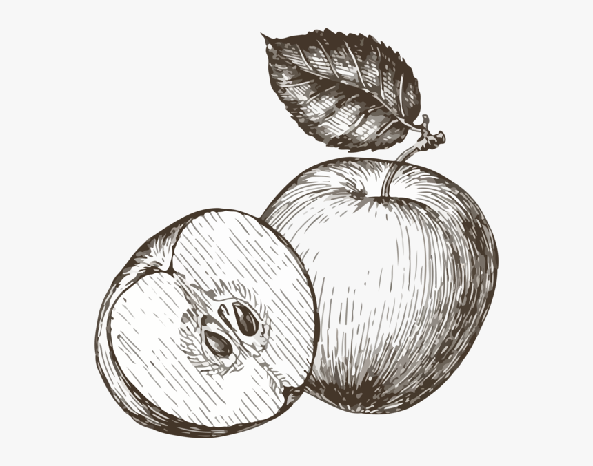 Vintage Apple Wide - Illustration, HD Png Download, Free Download