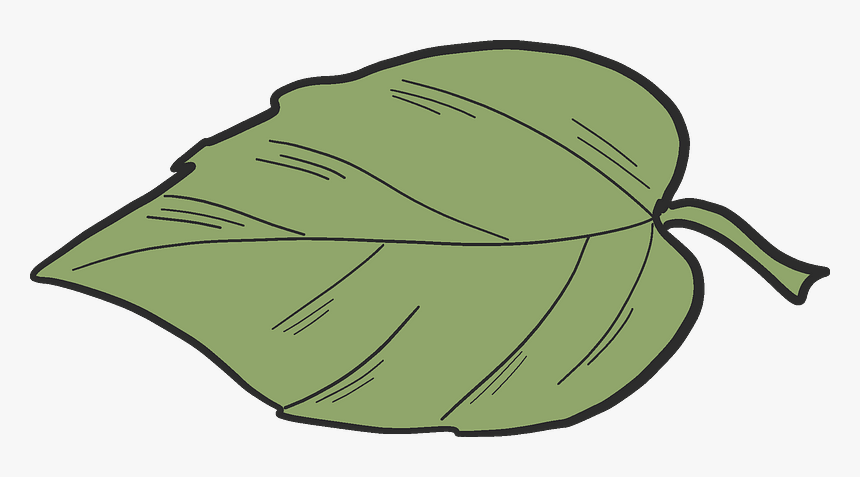 Apple Tree Leaf Clipart - Cabbage, HD Png Download, Free Download