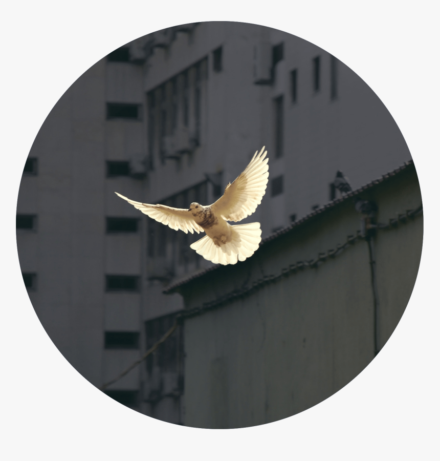 Giving Of The Spirit Dove, HD Png Download, Free Download