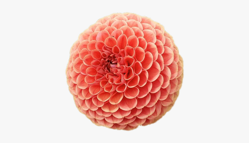 Pompom-chrysanthemum - Variete La Fleur Dahlia, HD Png Download, Free Download