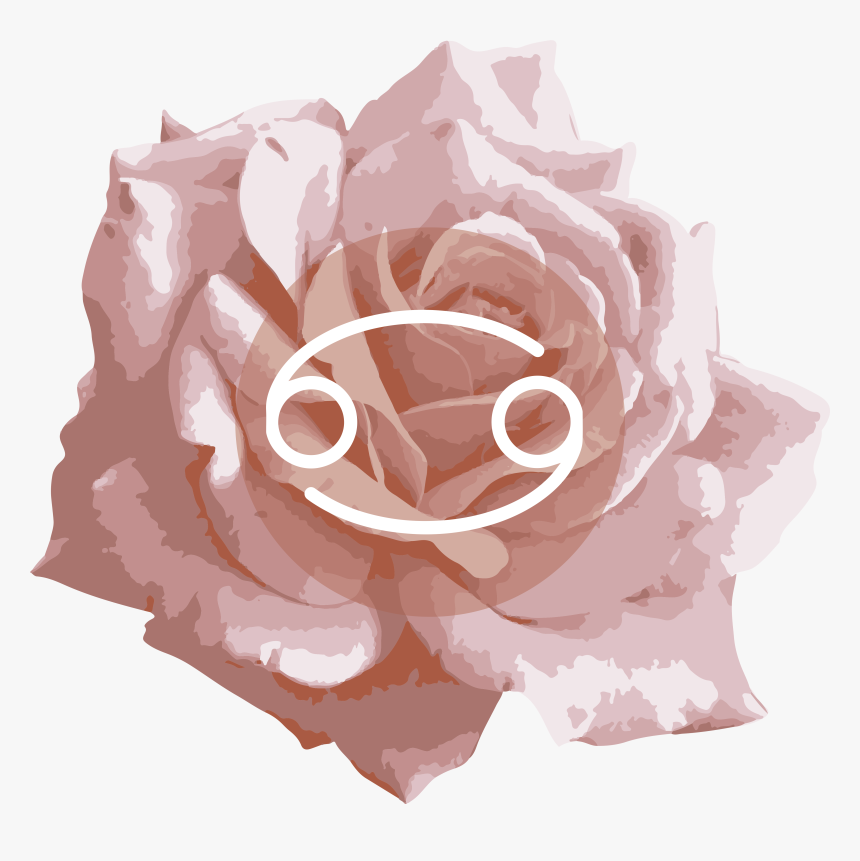 Pink Rose Png, Transparent Png, Free Download