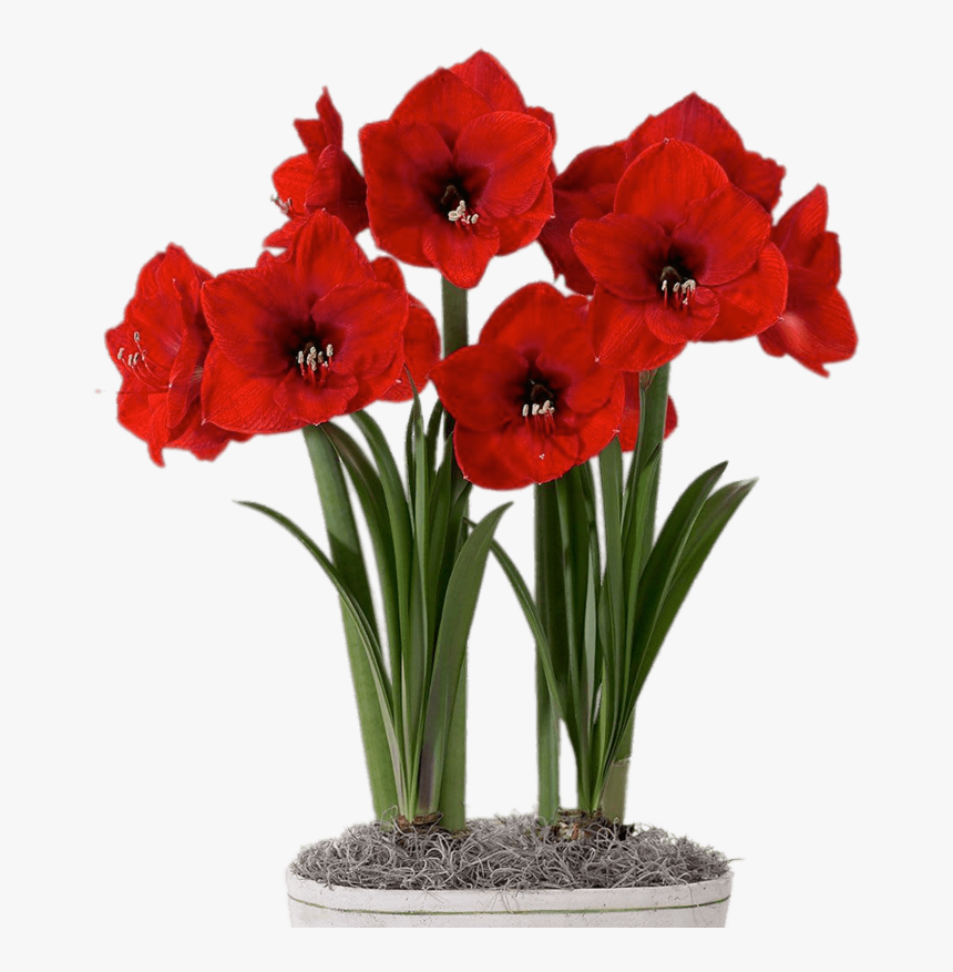Red Amaryllis In Flower Pot - Amaryllis Paper Flower, HD Png Download, Free Download