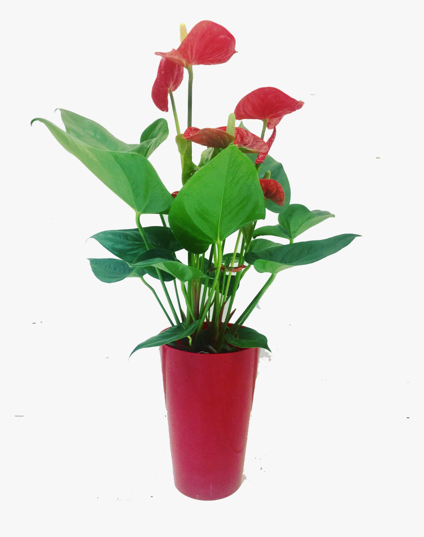 Flowerpot , Png Download - Flowerpot, Transparent Png, Free Download