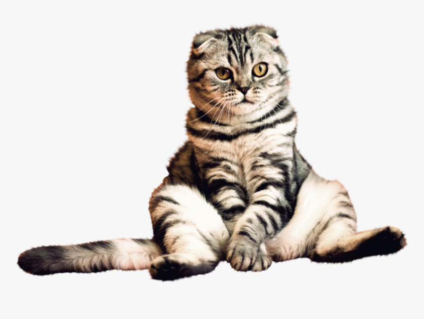 Cats Png Transparent - Transparent Background Cat Hd Png, Png Download, Free Download