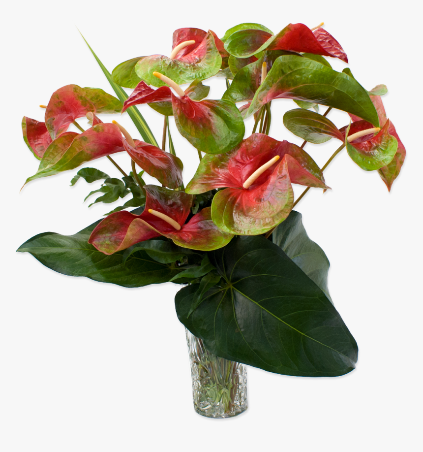 Anthurium Transparent, HD Png Download, Free Download