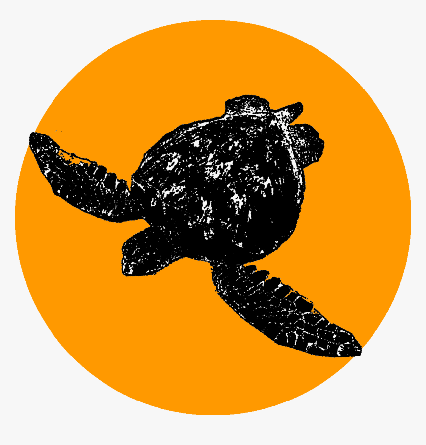 Olive Ridley Sea Turtle, Hd Png Download, Transparent Png, Free Download