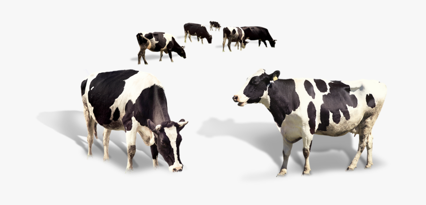 Cow Dairy Milk Taurus Cattle Png Image High Quality - Cows Png, Transparent Png, Free Download