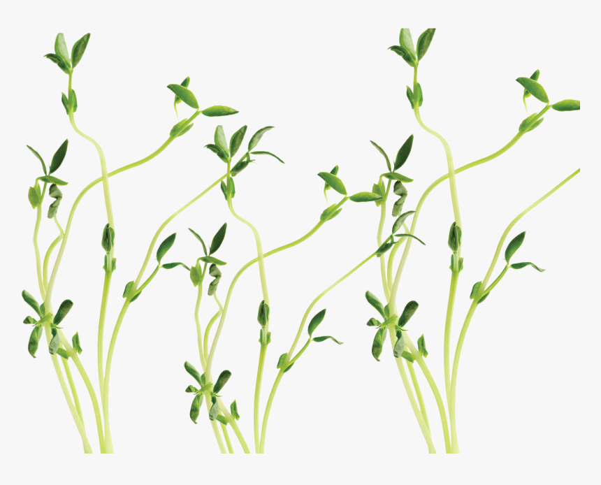 Thumb Image - Snow Pea, HD Png Download, Free Download
