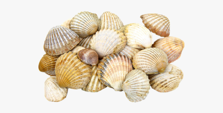 Cockle Seashell Light Clam - Seashell Png, Transparent Png, Free Download