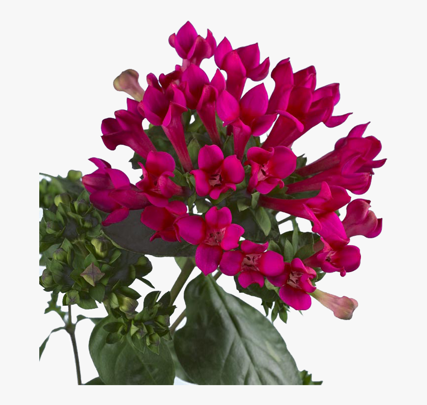 Bouvardia Flowers Png Background - Bougainvillea, Transparent Png, Free Download