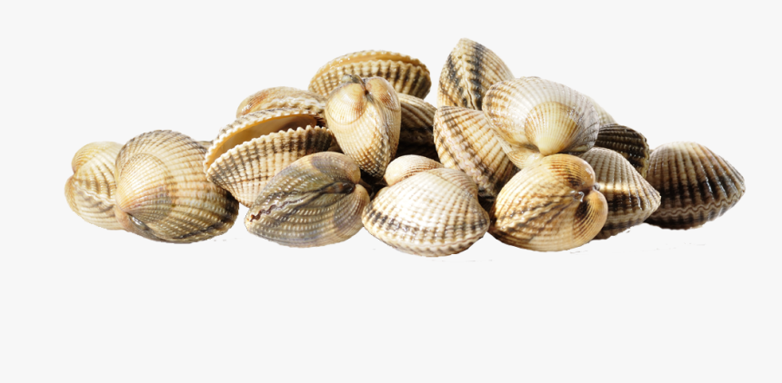 Berberecho Png, Transparent Png, Free Download