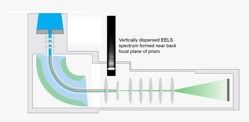 Eels Tem, HD Png Download, Free Download